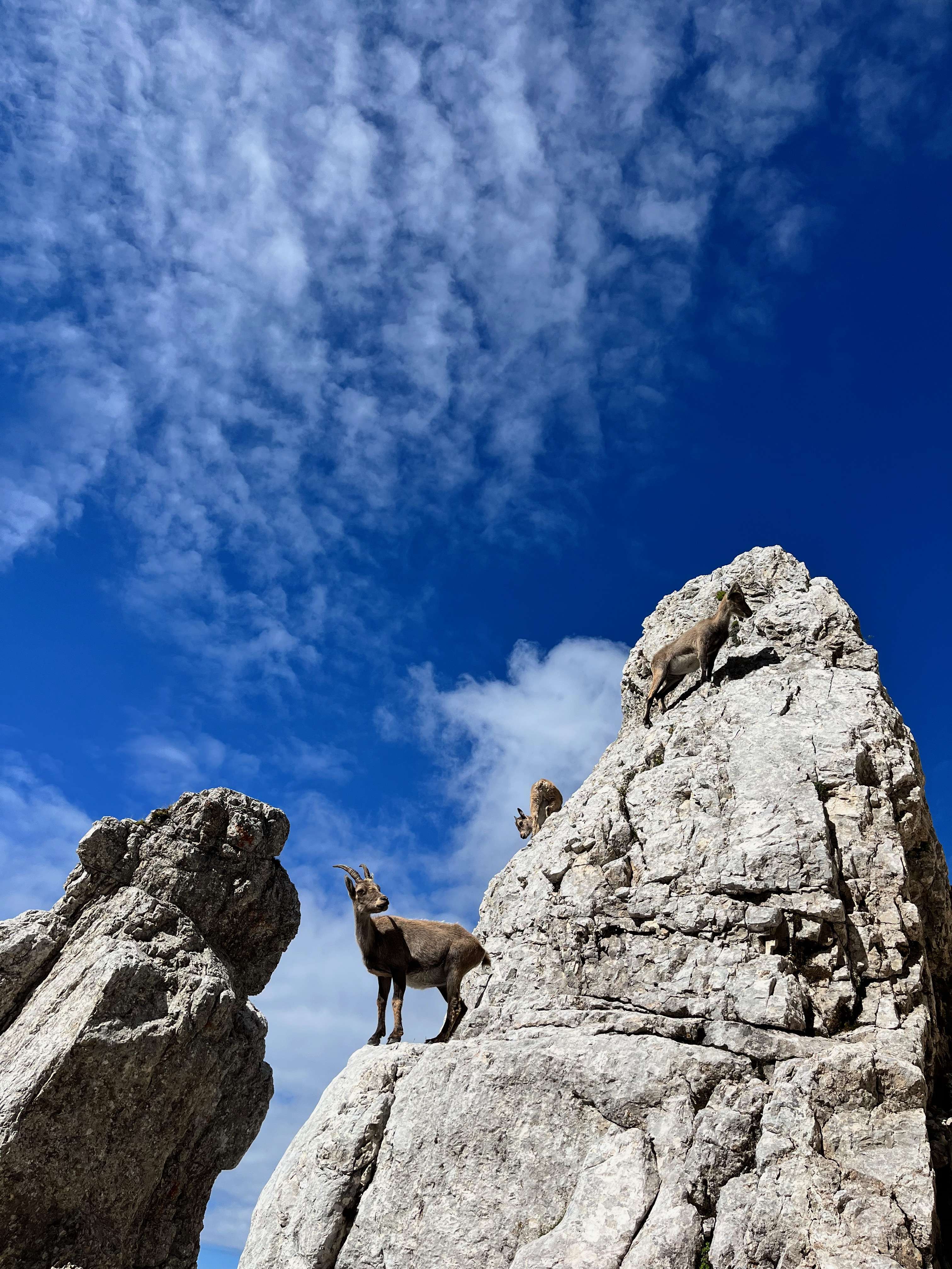 If you're lucky, you can see ibex and chamois in Sella Nevea